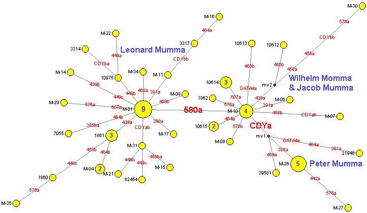 Mumma34Cladogram1.gif (9629 bytes)