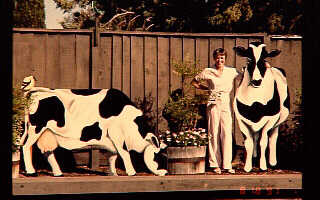 Picture of Joan with her cows